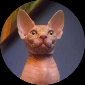elvi