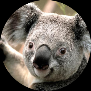 krabovelisei
