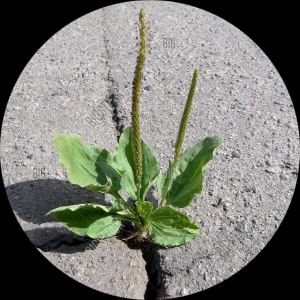 Plantago